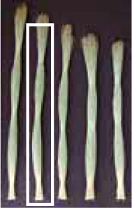 推奨品(良)草の長さ