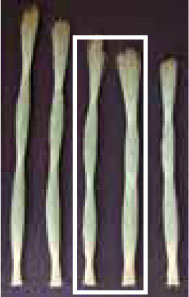 標準品草の長さ