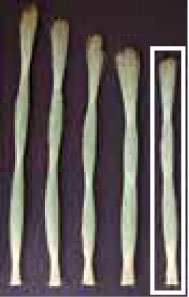 アパートタイプ草の長さ